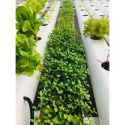 NFT Hydro 1-1-4 Home Hydroponic Nft System