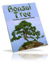 Growing Bonsai Trees