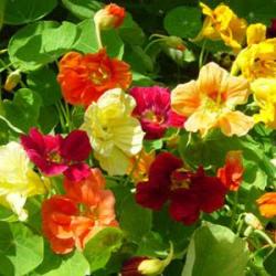 Nasturtium Jewel Choice Mix - Bulk Edible Flower Seeds - 100 Grams