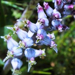 10 Lachenalia Obscura Seeds - Indigenous Bulb South African Seeds From Africa - Flat Ship Rate