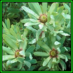 Leucadendron Orientale - 10 Seed Pack - Endemic Shrub Protea Evergreen Cut Flower Fynbos - New