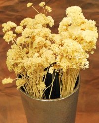 Dried Bleached Yarrow Flower Bunches