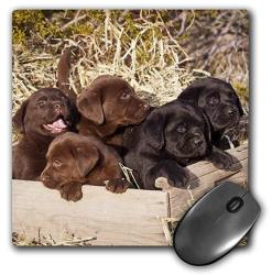 3D Rose LLC 3D Rose "five Labrador Retriever Puppy DOGSNA02 ZMU0160ZANDRIA Muench Beraldo" Matte Finish Mouse Pad - 8 X 8" - MP_140439_1