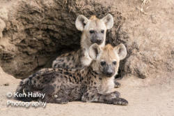 Photography Print - Hyena Cubs On Photographic Paper
