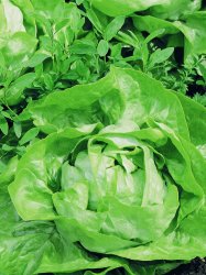 Lettuce Butterhead Attraction Seedlings - 10 Plug Plants