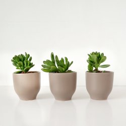Shrek Ears Plant - In Warm Grey Calandiva Planter 1 Plant + 1 Planter