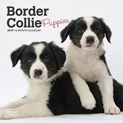 2019 Border Collie Puppies MINI Wall Calendar Border Collie By Browntrout