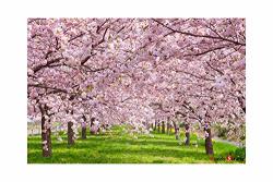Puzzlelife Cherry Blossom 1000 Piece - Large Format Jigsaw Puzzle. Can Be Enjoyed By All Generation. Beautiful Decoration Pleasant Play