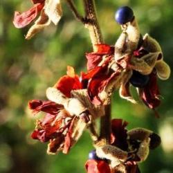 10 Rhynchosia Hirta Seeds - Indigenous Climber Creeper Vine Shrub - Worldwide Shipping