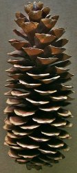 Natural Brown Sugar Pine Cones Seconds - Very Long Pine Cones -- 3 Per Order