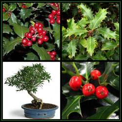 5 Ilex Aquifolium Seeds - Christmas Holly English Holly Shrub Or Small Tree Seeds + Get Free Seeds