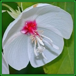 10 Dombeya Tiliacea Seeds - Little Dog Rose - Indigenous Endemic Tree - Combined Shipping - New