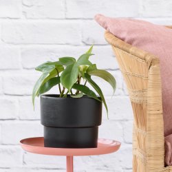 Philodendron - Florida Beauty - In Black Flo Planter