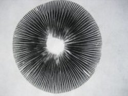 Mushroom Spore Prints And Syringes