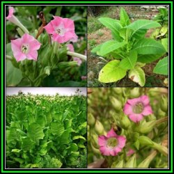 Nicotiana Tabacum - Cultivated Smoking Tobacco - 500 Bulk Seed Pack - New - Shrub