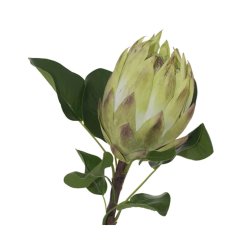 Natural Medium Protea 67CM