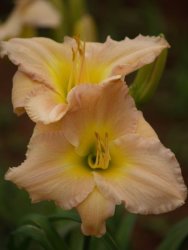 Daylily Plants: Alvatine Taylor - Big Pearly Pink Flowers - Good Substance And Prolific