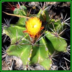 Ferocactus Robustus -100 Bulk Seed Pack- Exotic Succulent Cactus -combined Shipping New