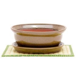 Acacia Bonsai Growing Kit - Snakeskin Glazed Pot And Saucer