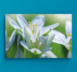 Meadow Of Magnificent Snowdrops Floral Canvas