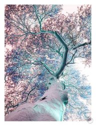 Fever Tree Art Print - A3