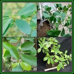 Ficus Natalensis Natal Fig Tree 10 Seed Pack Indigenous Evergreen Medicinal New