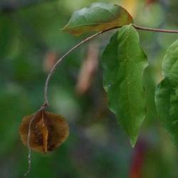 10 Combretum Celastroides Seeds - Savanna Bushwillow Tree Seeds - Indigenous