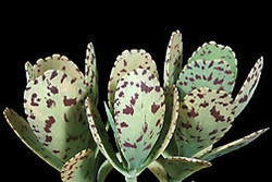 Seeds For Africa Penwiper Plant - Indigenous Succulent - Kalanchoe Marmorata - 10 Seeds