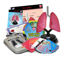 Stem Respiratory Human Lung Model Deluxe Set