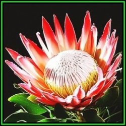Protea Cynaroides - Spring Flowering - 10 Seed Pack - King Protea - Indigenous Cut Flower Shrub New