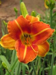 Daylily Plants: 'folklorico' - Warm Burnt Amber Colours