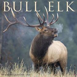 2020 Bull Elk Wall Calendar By Willow Creek Press