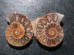 A Grade Fossil Ammonite Pair. +- 120 Million Years Old