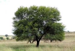 Corporate Gifting Seeds - Acacia ... - Self Pack Option - 100 Seeds - 20 Gifts Give-aways X 5 Seeds