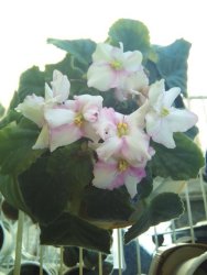Little African Violet Plants White-and-pink Flower Type