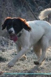 English Springer Spaniel Affirmations Workbook English Springer Spaniel Presents - Positive And Loving Affirmations Workbook. Includes: Mentoring Questions Guidance Supporting You. Paperback