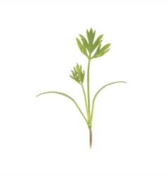 Carrot - Microgreen Seeds - 500 Gram
