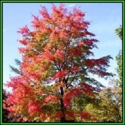 Acer Rubrum - 5 Seeds - Red Maple Red Swamp Maple Or Soft Maple Tree Or Shrub New