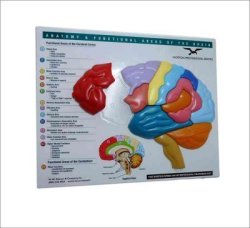 Brain Model & Puzzle - W W Norton & Co. Inc. Hardcover