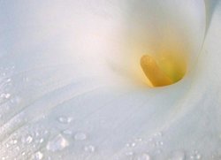 Home Comforts Laminated Poster Arum Lilly Background Flowers Poster Print 24X 36