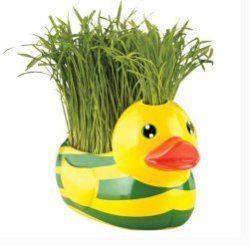 Toys R Us Pets Grow Your Own Cat Grass Pet Duck