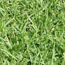 Kikuyu Lawn Grass Seed - Kikuyu - 700 Grams - 100m2