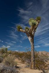 The Joshua Tree California Fine Art Landscape Photograph