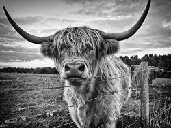 Home Comforts Laminated Poster Cow Highland Cow Farm Highland Cattle Animal Poster Print 24 X 36