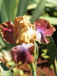 Iris Plants: 'josephs Mantle' - Copper Standards Burgundy & White Falls. Strong Grower