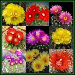 Parodia Mixed Species - 50 Bulk Seed Pack - Verified Seller - Exotic Succulent Cactus - New