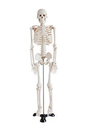 Human MINI Skeleton Model 1 2 Life Size On Metal Base 85CM