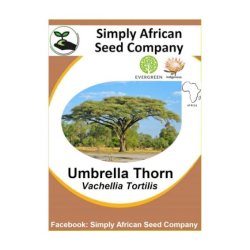 Umbrella Thorn Vachellia Tortilis 6'S