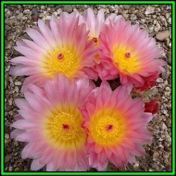Parodia Roseolutea - 100 Bulk Seed Pack - Verified Seller - Exotic Succulent Cactus - New