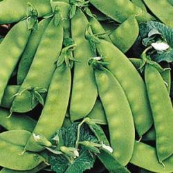 Oregon Sugar Pod Snap Snow Peas - Pisum Sativum - Vegetable - 20 Seeds
